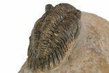 Detailed Metacanthina Trilobite - Lghaft, Morocco #310626-4